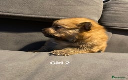 Pomeranian dogs for sale: Pomeranian pups available  - Image 17