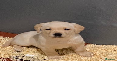 Labrador Retriever dogs - Advert 15