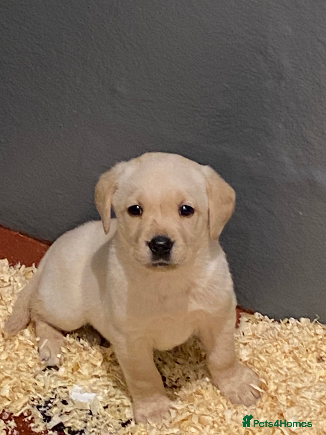 Labrador Retriever dogs for sale: Yellow and Black Labrador puppies  - Image 3