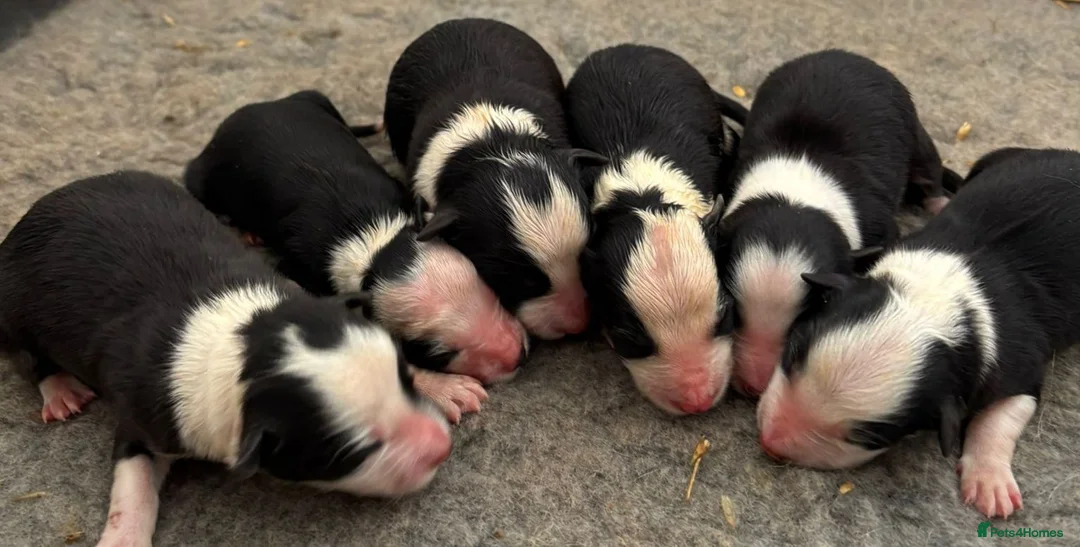 Border Collie dogs for sale: ISDS registered pups from amazing lines - Advert 1
