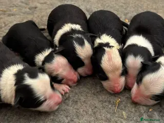 Border Collie dogs for sale: ISDS registered pups from amazing lines - Advert 1