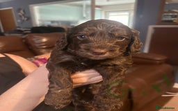 Cockapoo dogs for sale: Beautiful litter of F2 cockapoos  - Image 4