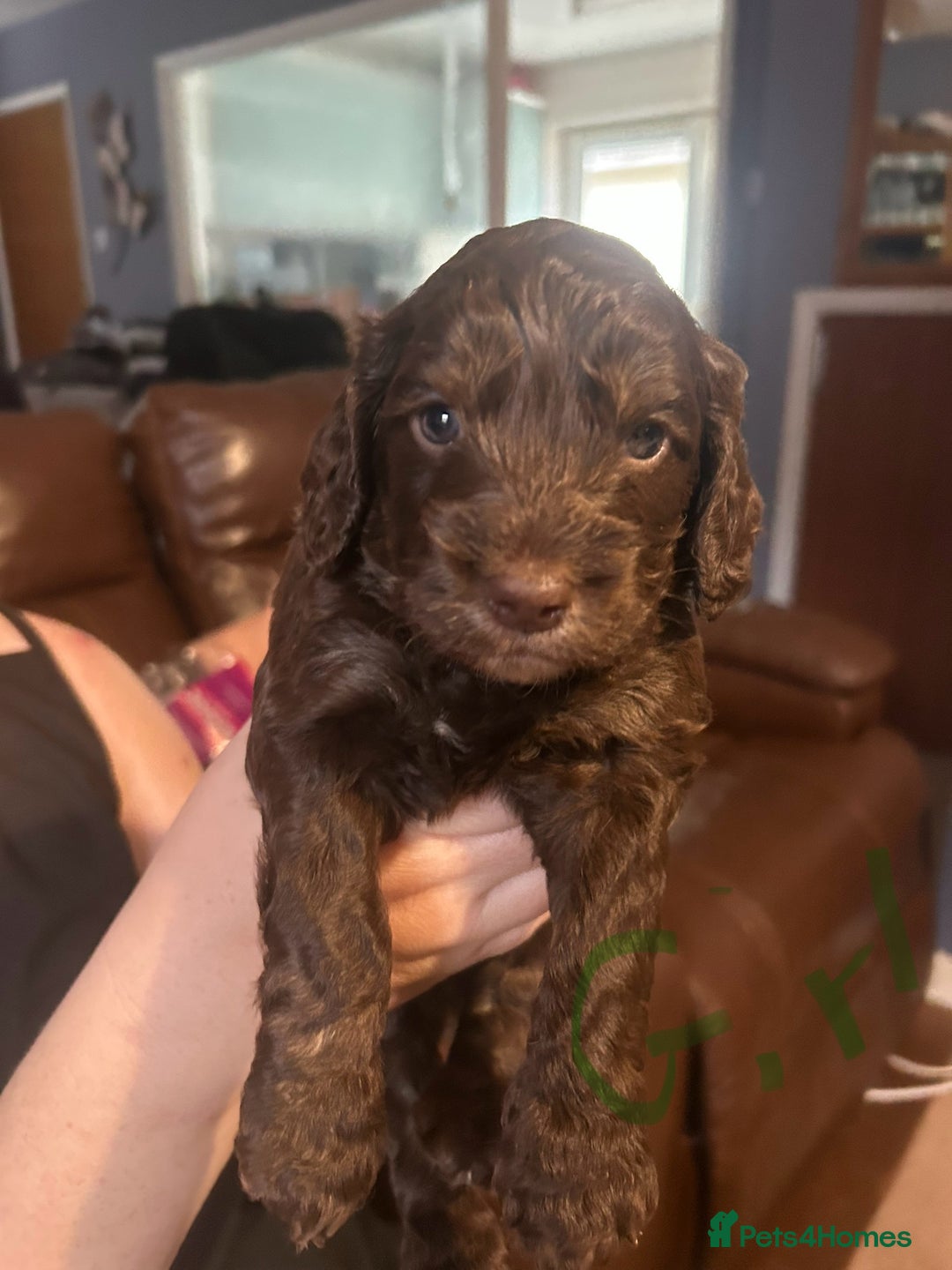Cockapoo dogs for sale: Beautiful litter of F2 cockapoos  - Image 4