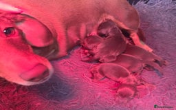 Miniature Dachshund dogs for sale: Miniature dachshund boy available  - Image 3
