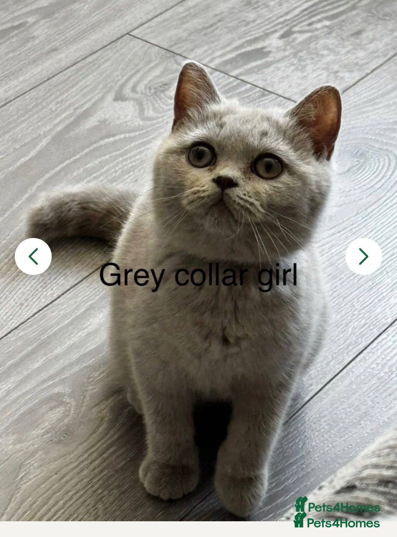 British Shorthair cats Last kitten -ready now- beautiful BSH lilac Kitten - Advert 16