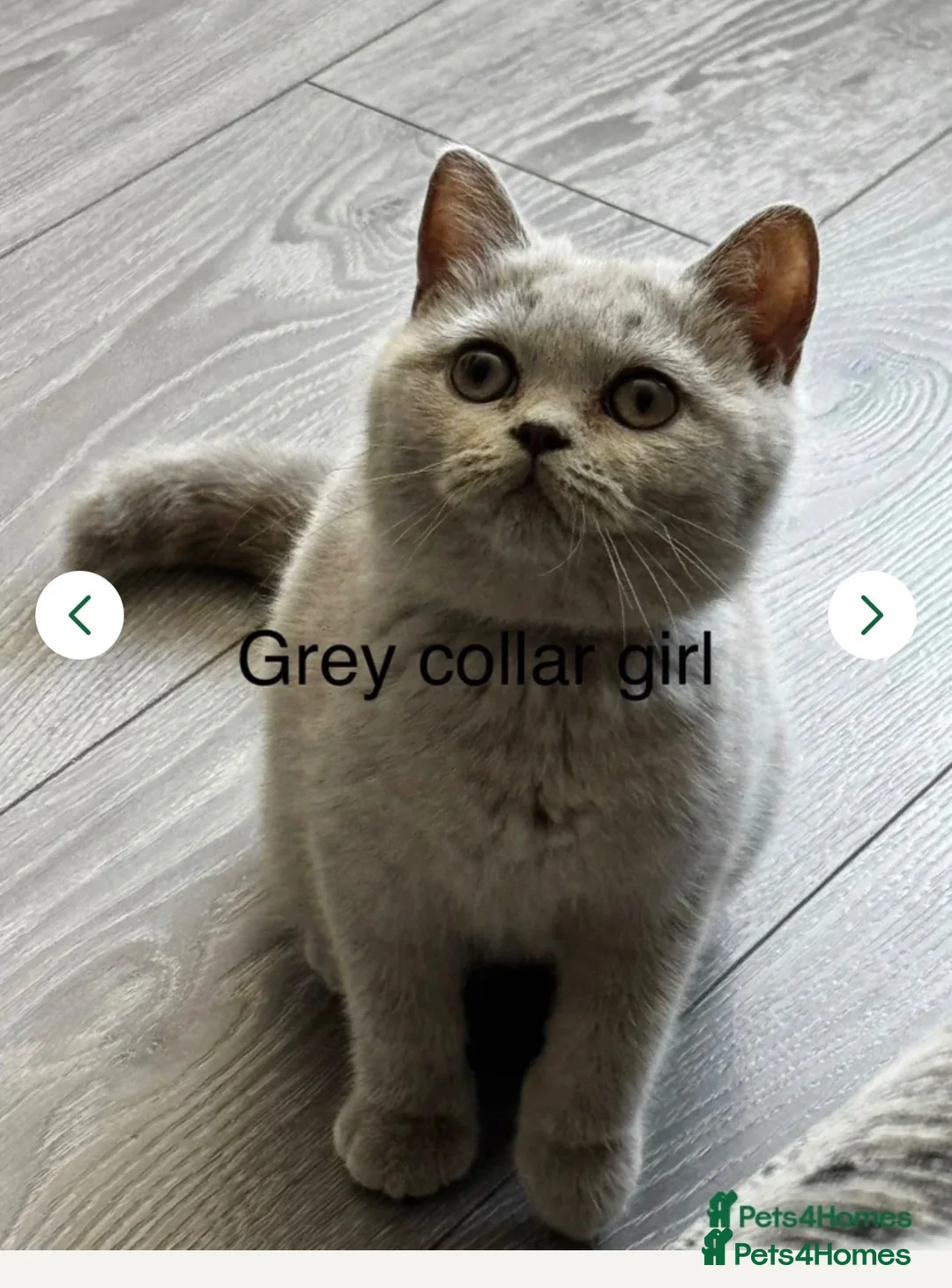 British Shorthair cats for sale: Last kitten -ready now- beautiful BSH lilac Kitten - Advert 1