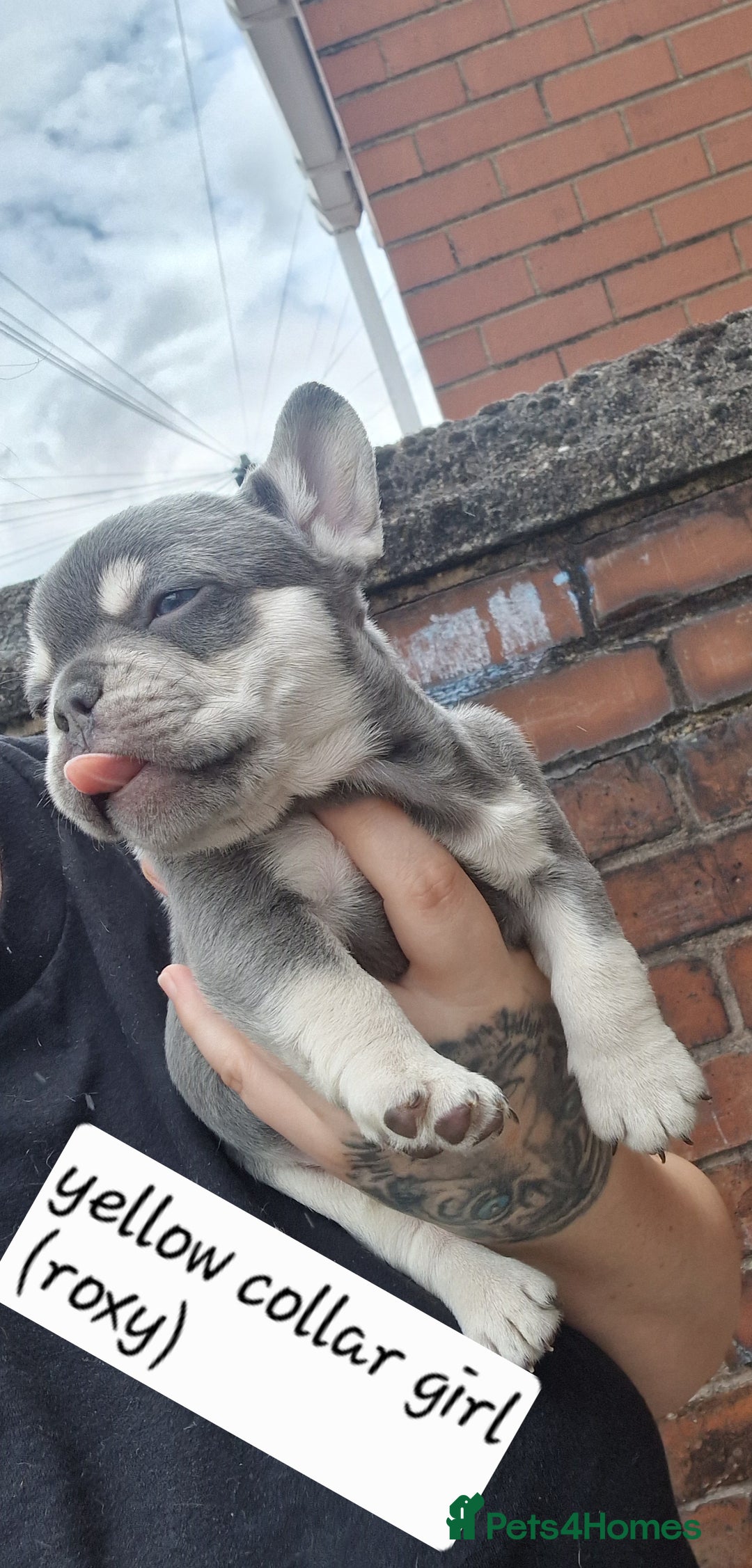 French Bulldog dogs for sale: 6 beautiful frenchies  - Image 21