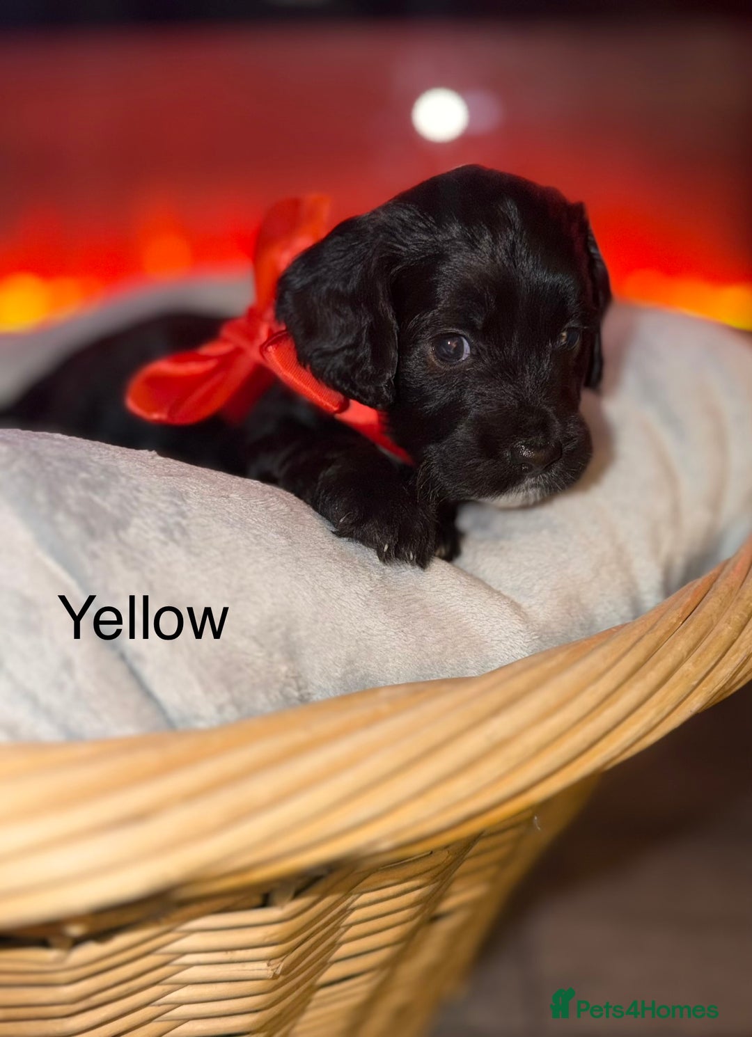 Mixed Breed dogs for sale: Beautiful Sproodles for sale - Advert 12