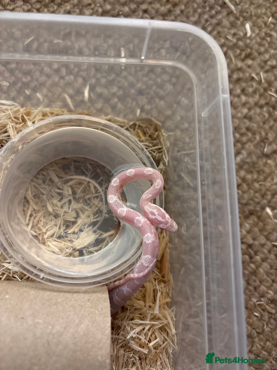 Corn Snake reptiles for sale: Baby corn snakes, snows, amel het palmetto, anery - Image 3