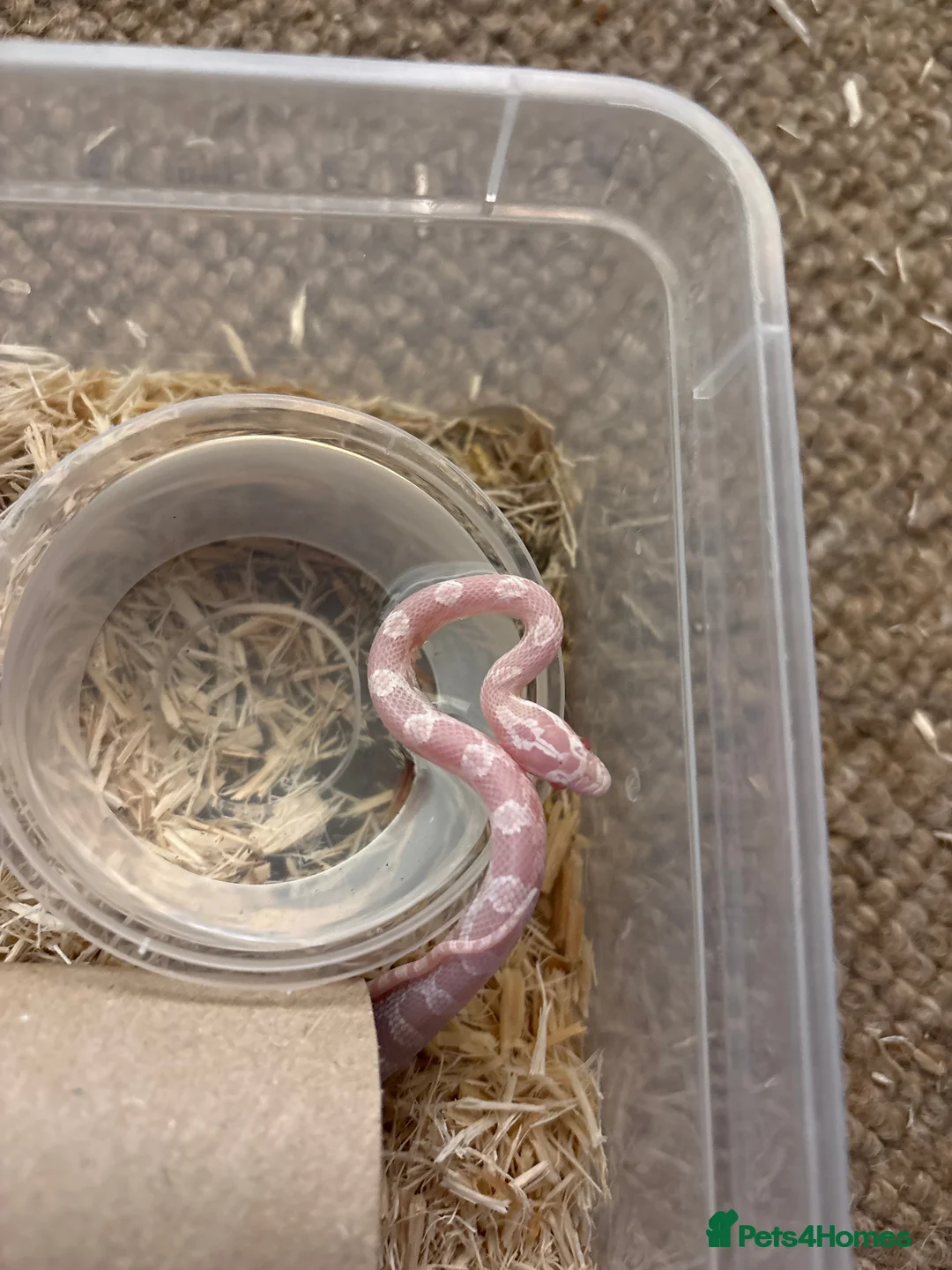 Corn Snake reptiles for sale: Baby corn snakes, snows and anery. - Advert 6