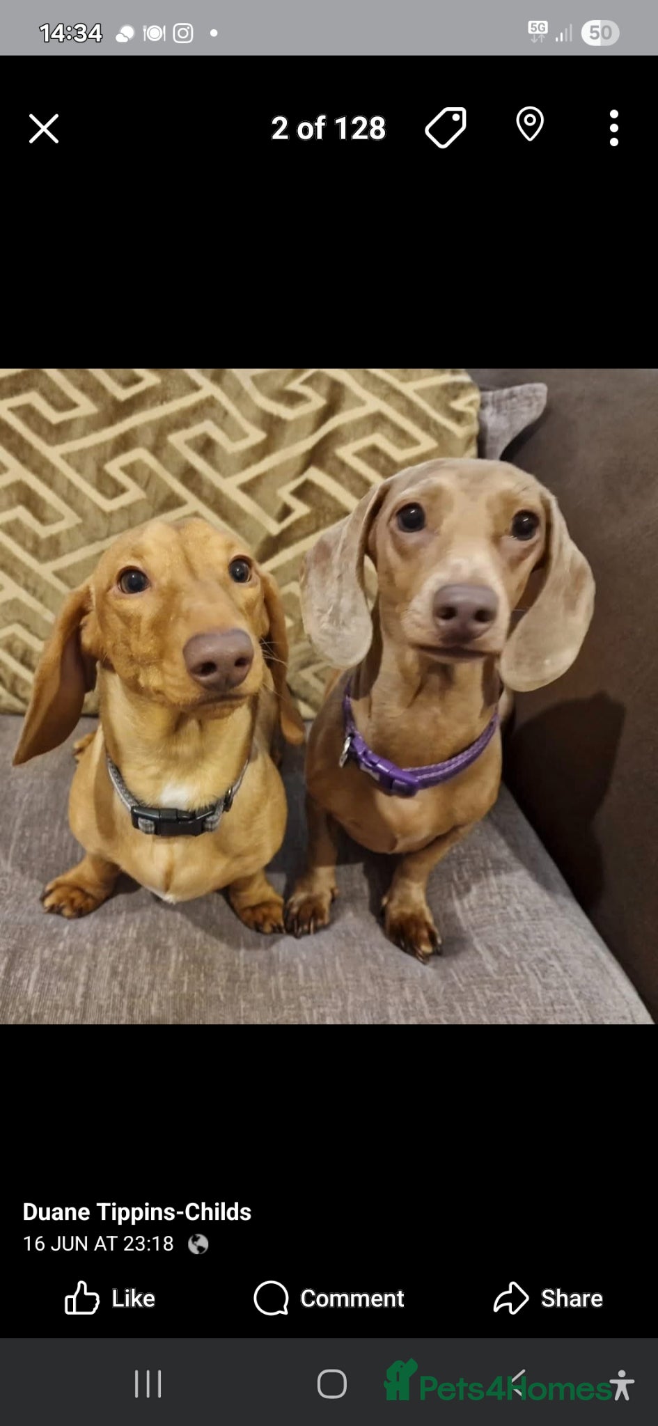 Dachshund dogs 2 Beautiful male miniature Dachshunds - Advert 12