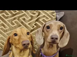 Dachshund dogs 2 Beautiful male miniature Dachshunds - Advert 12