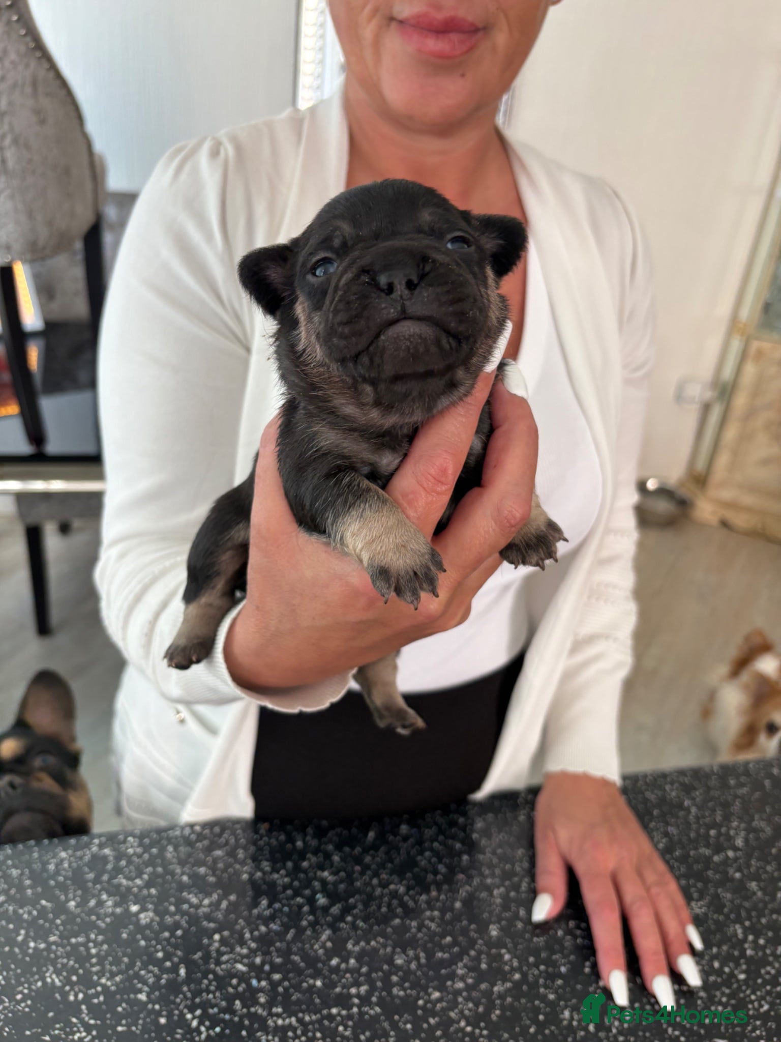 French Bulldog dogs Stunning French bulldogs  - Advert 6
