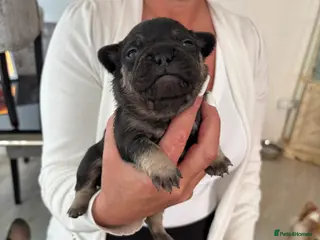 French Bulldog dogs Stunning French bulldogs - Advert 6