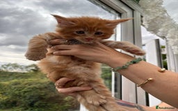 Maine Coon cats for sale: Registered Maine coon kittens  - Image 10