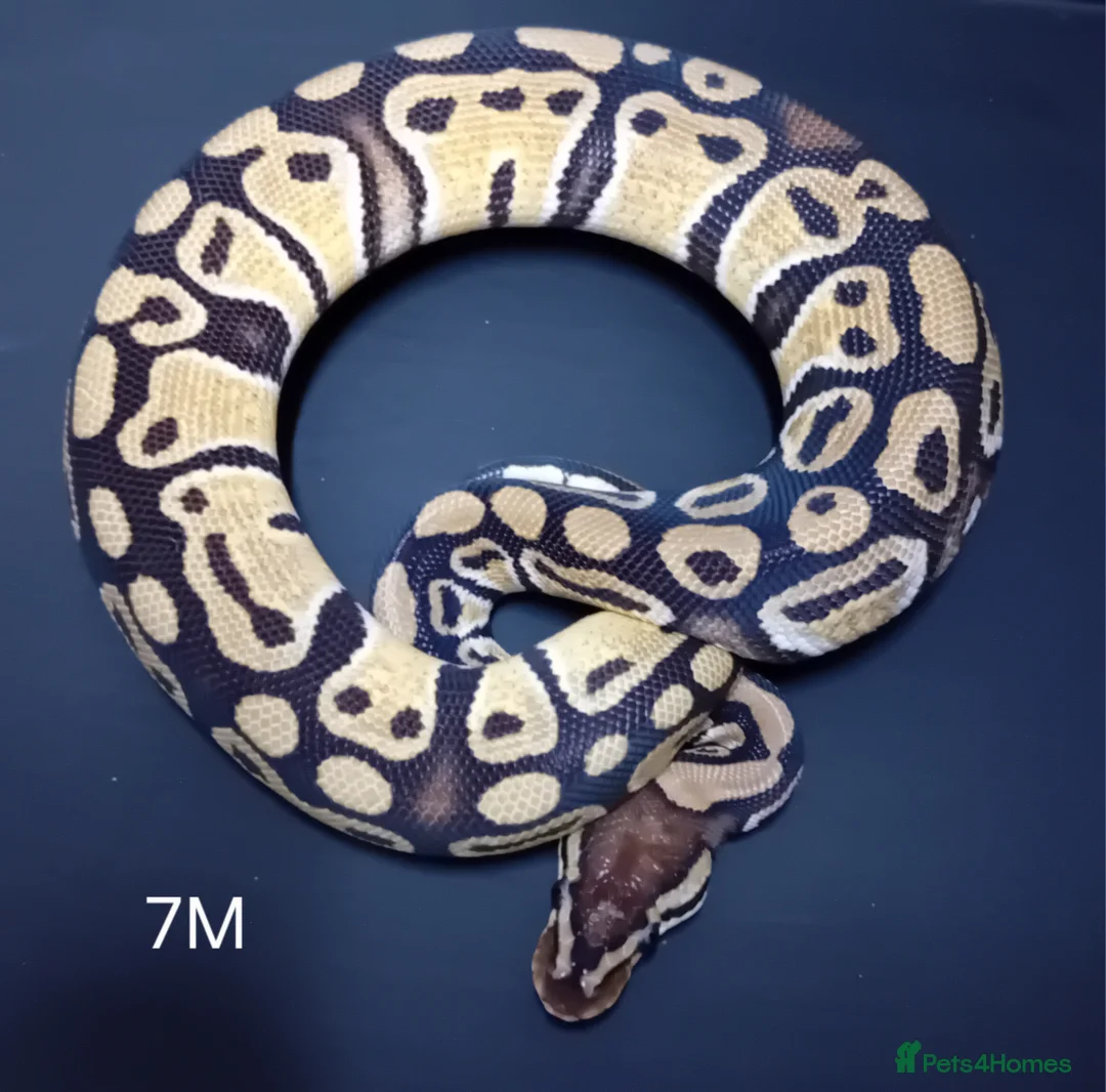 Python Snake reptiles for sale: Royal Python Hatchlings Males various morphs  - Advert 16