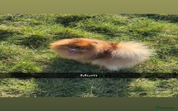 Pomeranian dogs for sale: Exotic color Pomeranians  - Advert 2