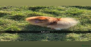 Pomeranian dogs Exotic color Pomeranians  - Advert 3