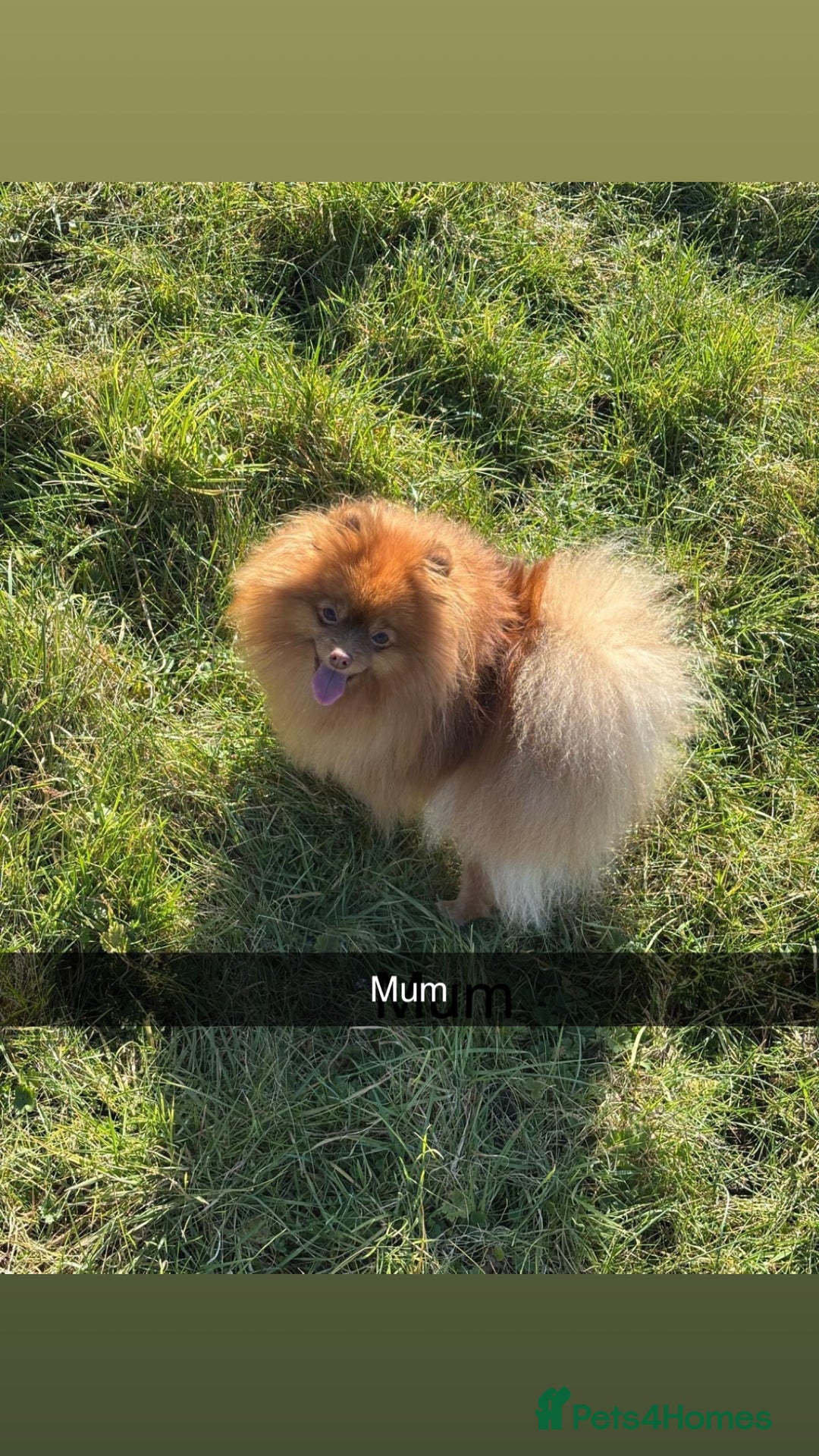 Pomeranian dogs for sale: Exotic color Pomeranians  - Advert 2