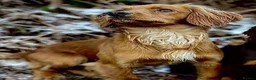 Cocker Spaniel dogs for sale: KC Registered Golden & Red Working Cocker puppies in Kendal - Advert 12