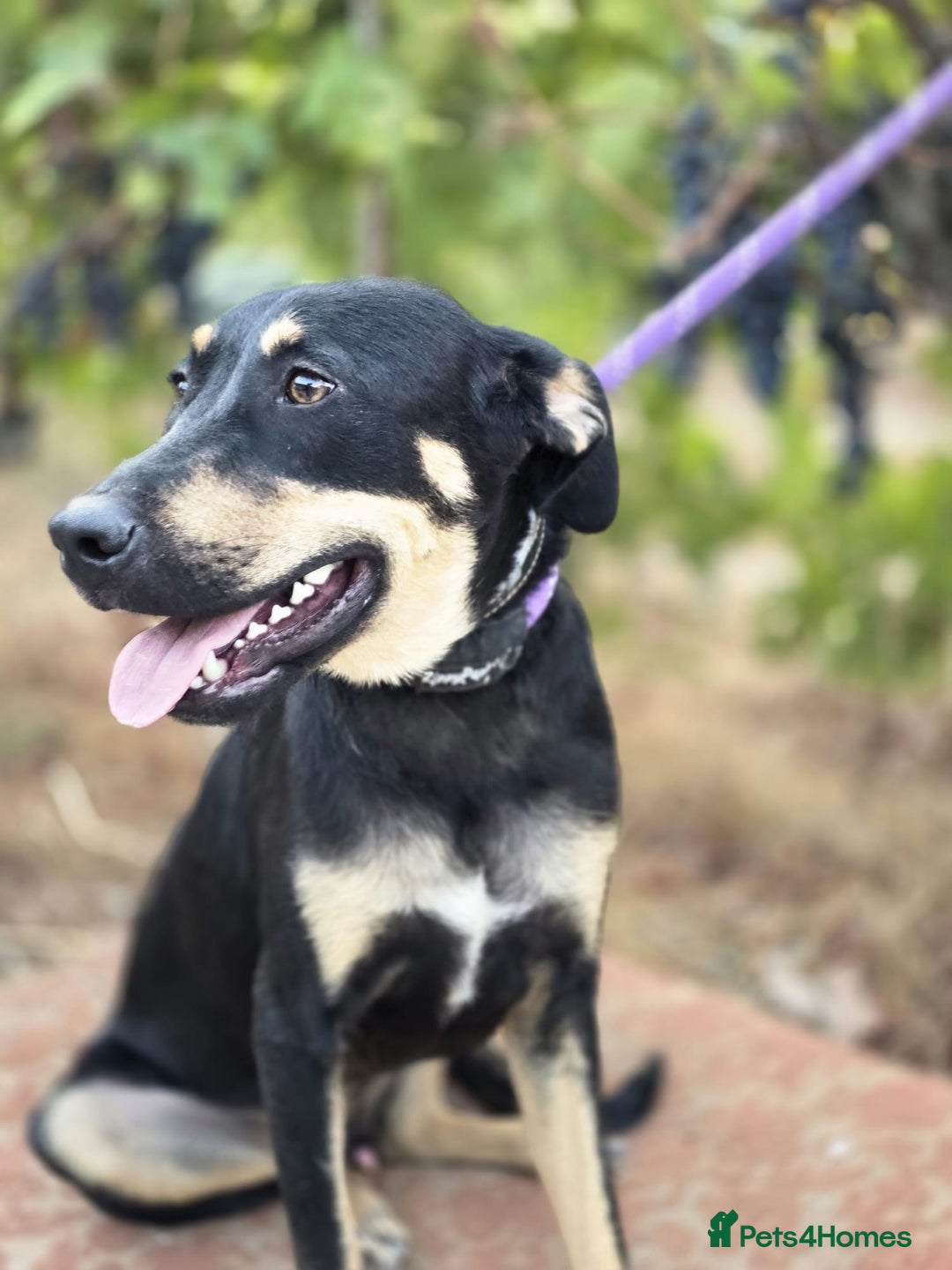 Dobermann dogs for sale: 🐶 Meet Mocha – Gentle Soul - Image 1