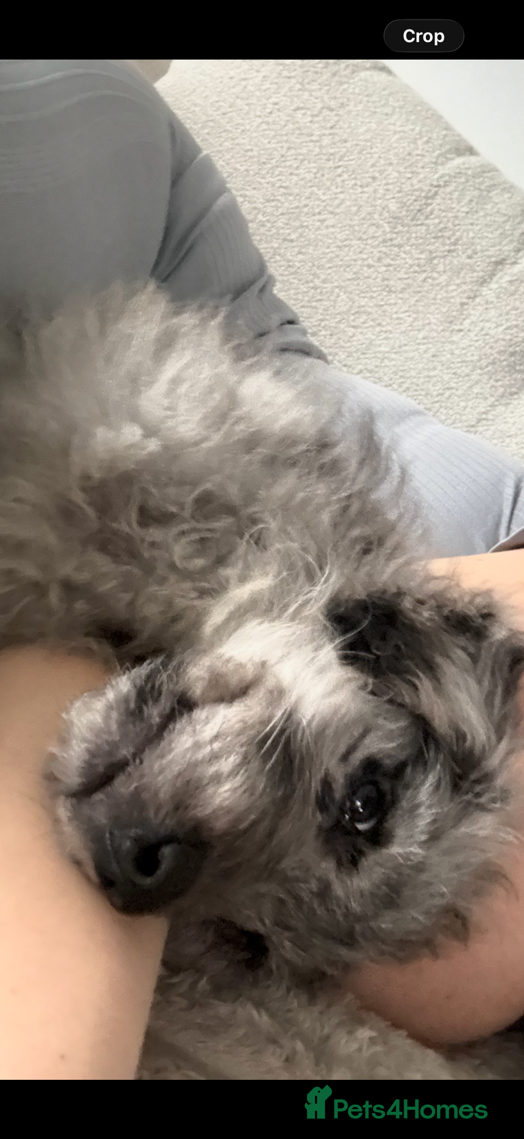 Goldendoodle dogs for sale: Merl goldendoodle puppy  - Advert 3