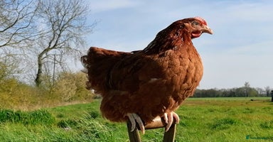 Chickens poultry - Advert 9