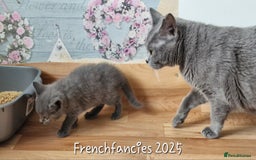 Chartreux cats for sale: Chartreux adult mum and daughter  - Image 11