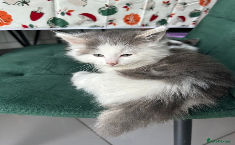 British Longhair cats - Advert 8