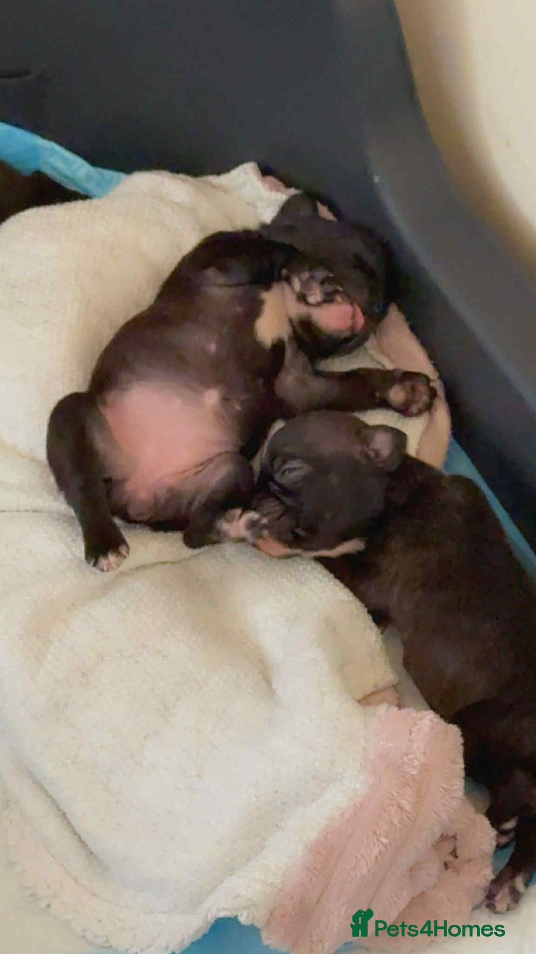 French Bulldog dogs for sale: French puppies  - Advert 20