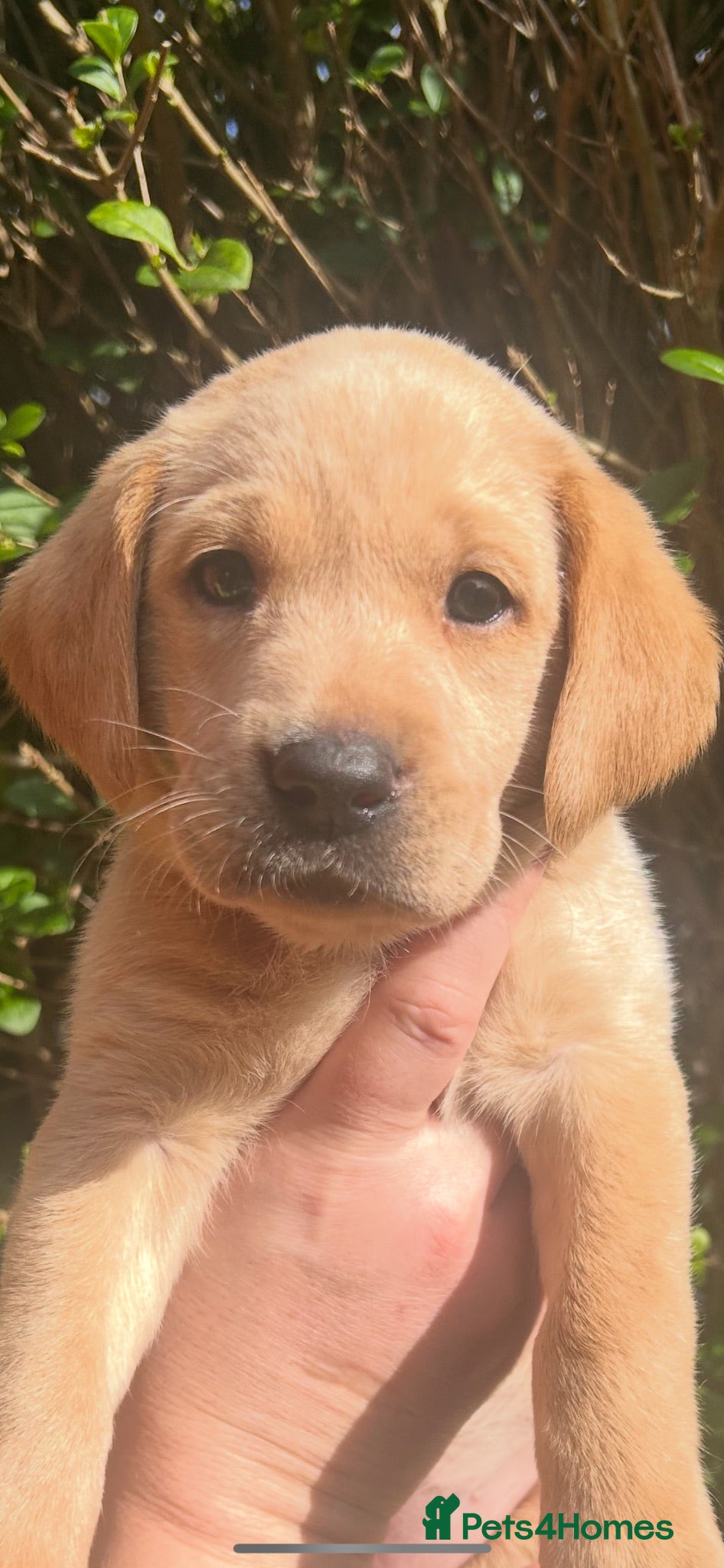 Labrador Retriever dogs Gorgeous Labrador puppies  - Advert 1