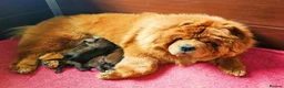 Chow Chow dogs for sale: International Champion bloodline litter  - Advert 12