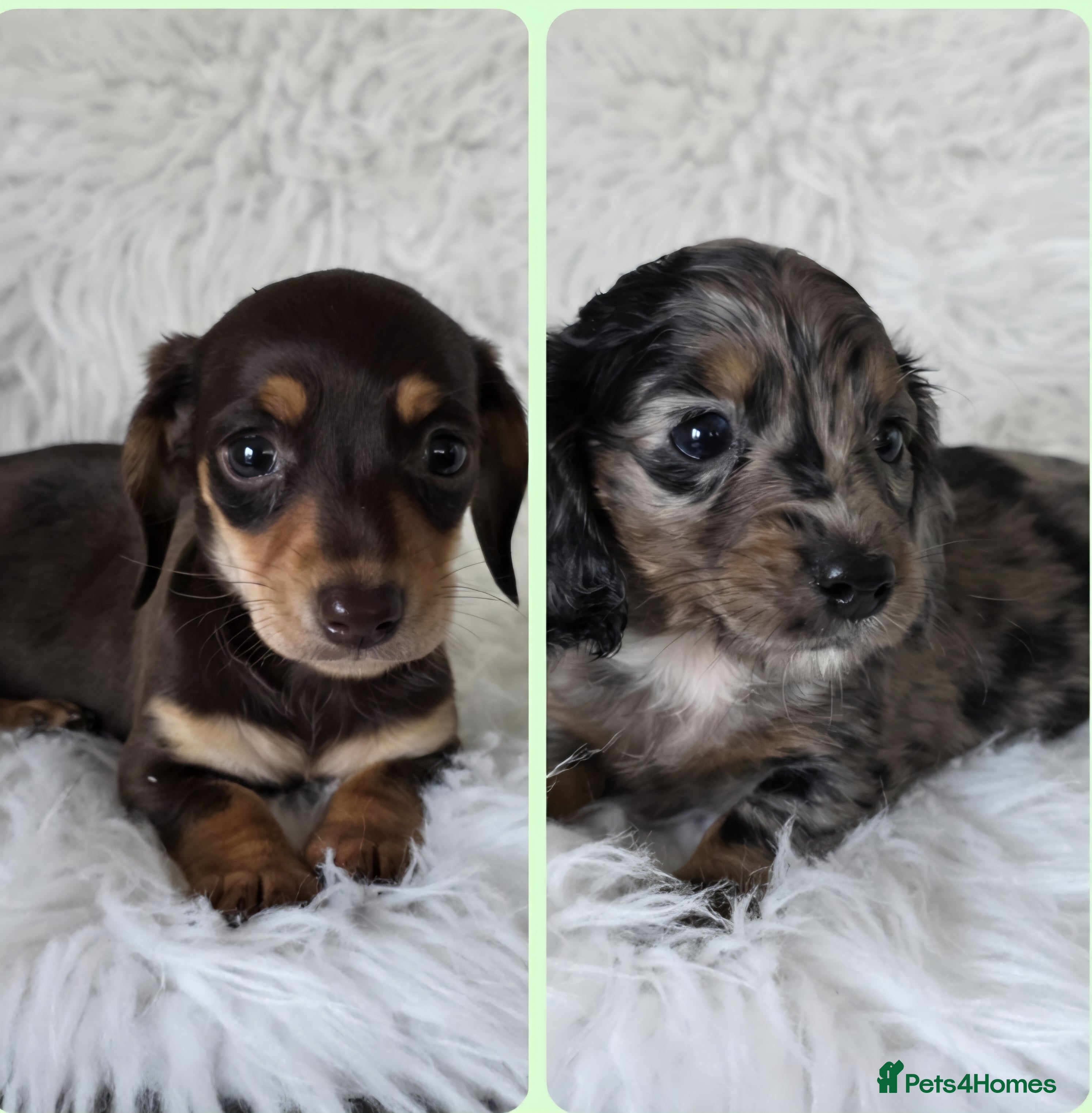 Miniature Dachshund dogs KC reg, gorgeous litter.5* Licensed. READY NOW  - Advert 9