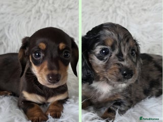 Miniature Dachshund dogs KC reg, gorgeous litter.5* Licensed. READY NOW - Advert 1