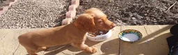Cocker Spaniel dogs for stud: Proven cocker spaniel for stud - Advert 10
