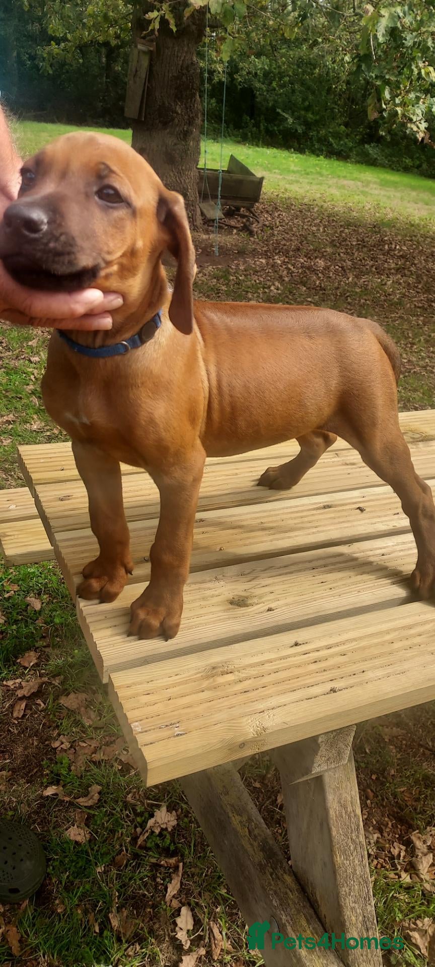 Rhodesian Ridgeback dogs Kc reg.health tested Rr puppies - Advert 1