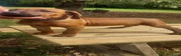 Rhodesian Ridgeback dogs for sale: Kc reg.health tested Rr puppies - Advert 1