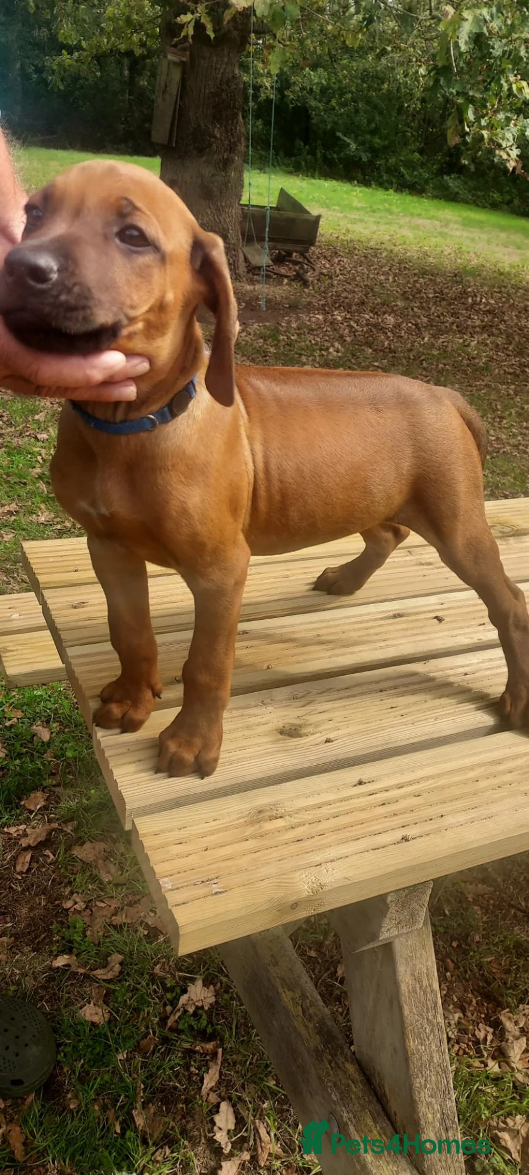 Rhodesian Ridgeback dogs for sale: Kc reg.health tested Rr puppies - Advert 1
