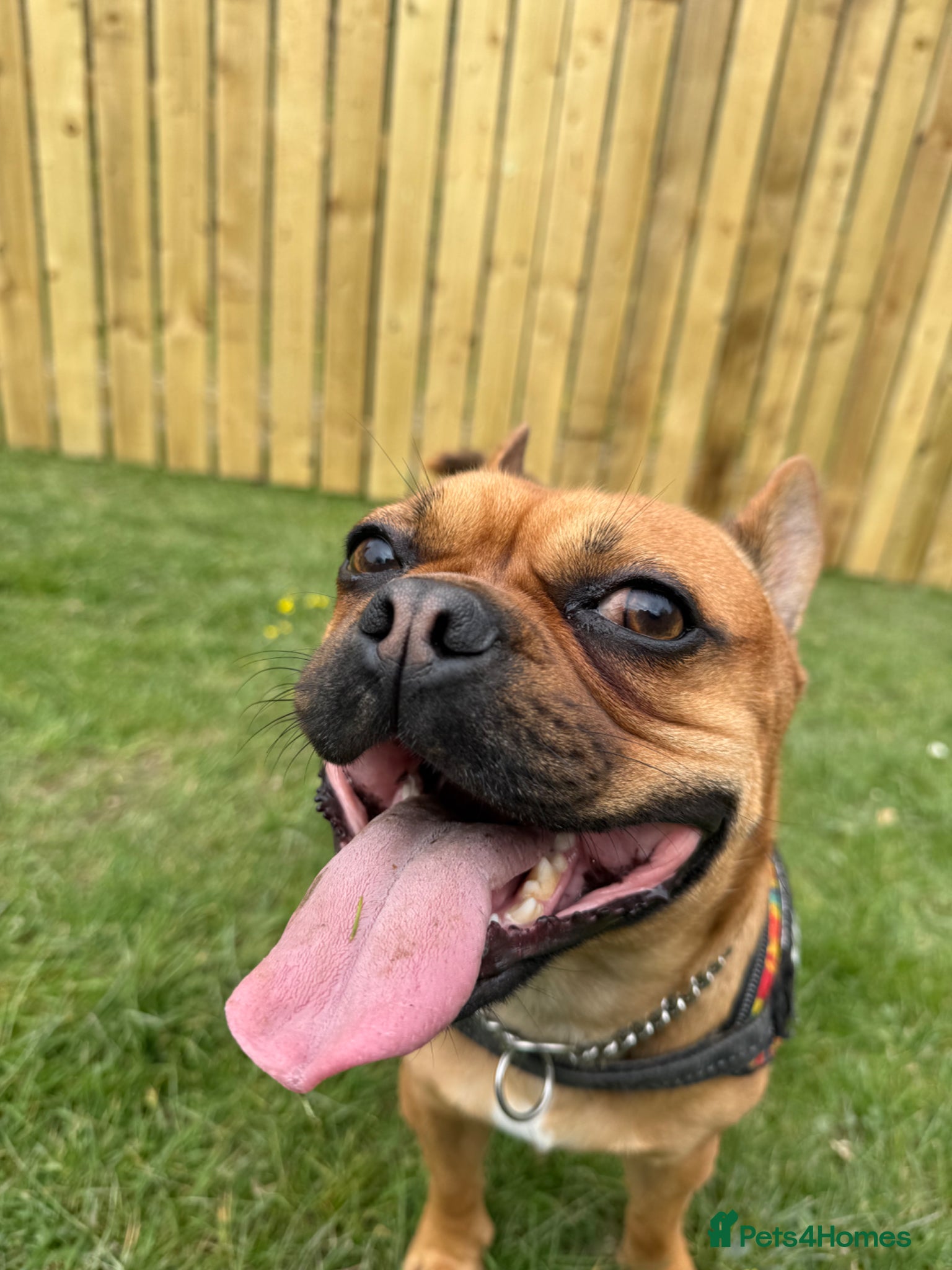 Mixed Breed dogs Bullhuahua Stud - Advert 1