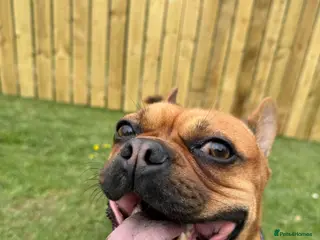 Mixed Breed dogs Bullhuahua Stud - Advert 1