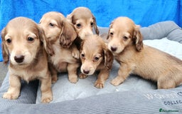 Miniature Dachshund dogs for sale: SHADED CREAM SUPER MINI DAXIS KC REG PRA CLR - Image 1