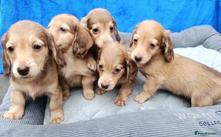 Miniature Dachshund dogs - Advert 5