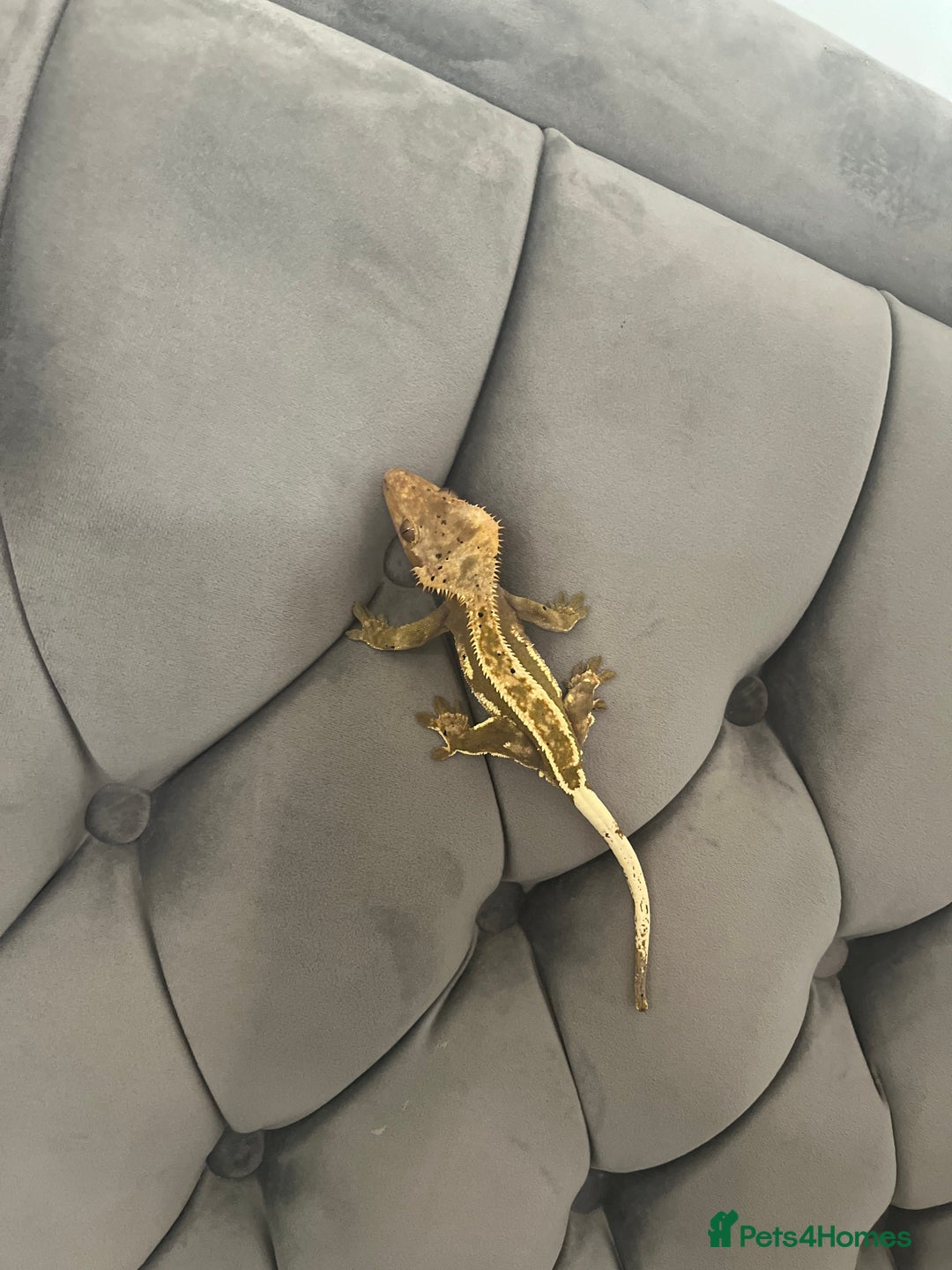 Gecko reptiles for sale: make crested gecko in need of rehomeing - Advert 2