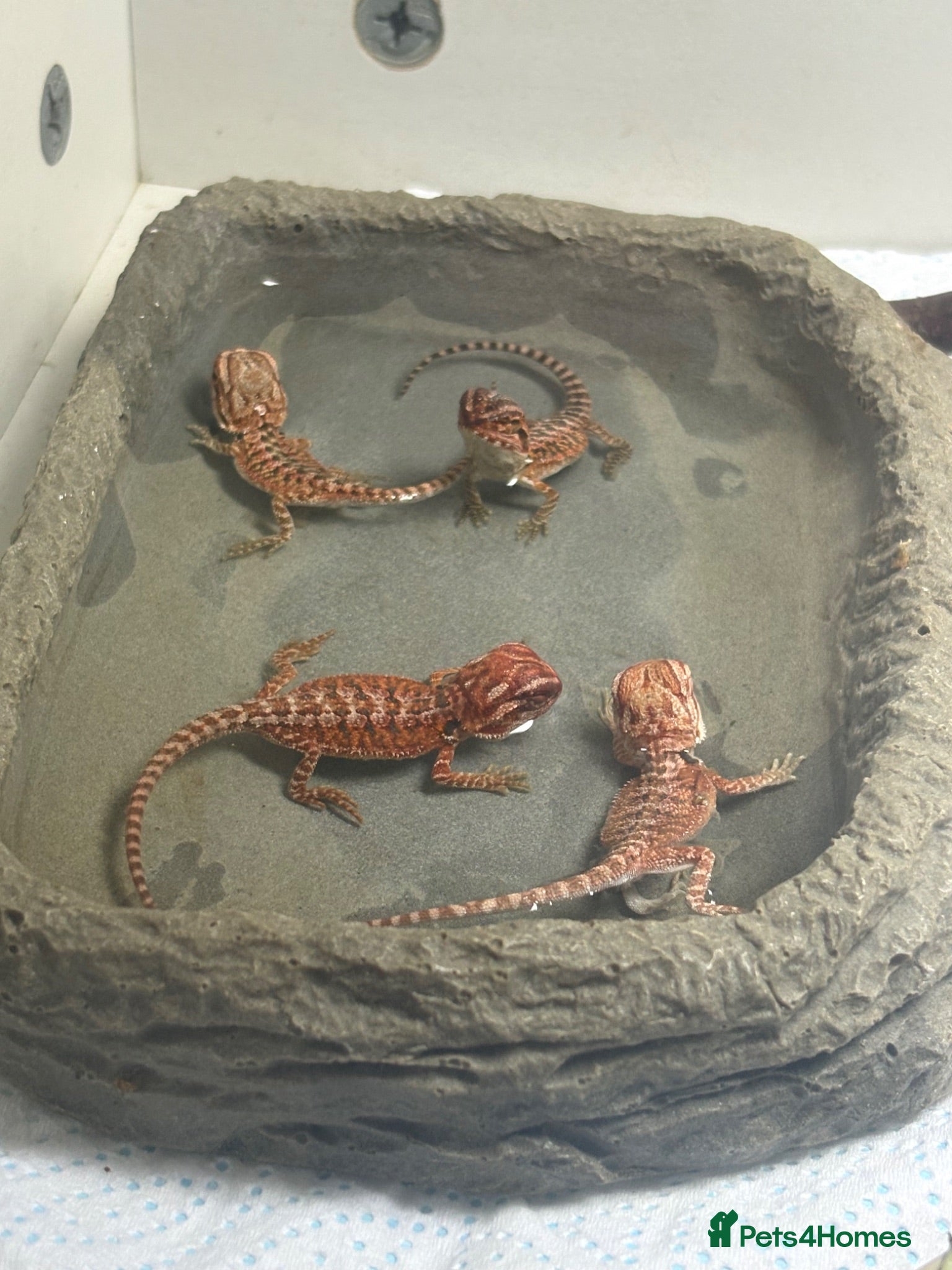 Bearded Dragon reptiles Very friendly dragons - Advert 1