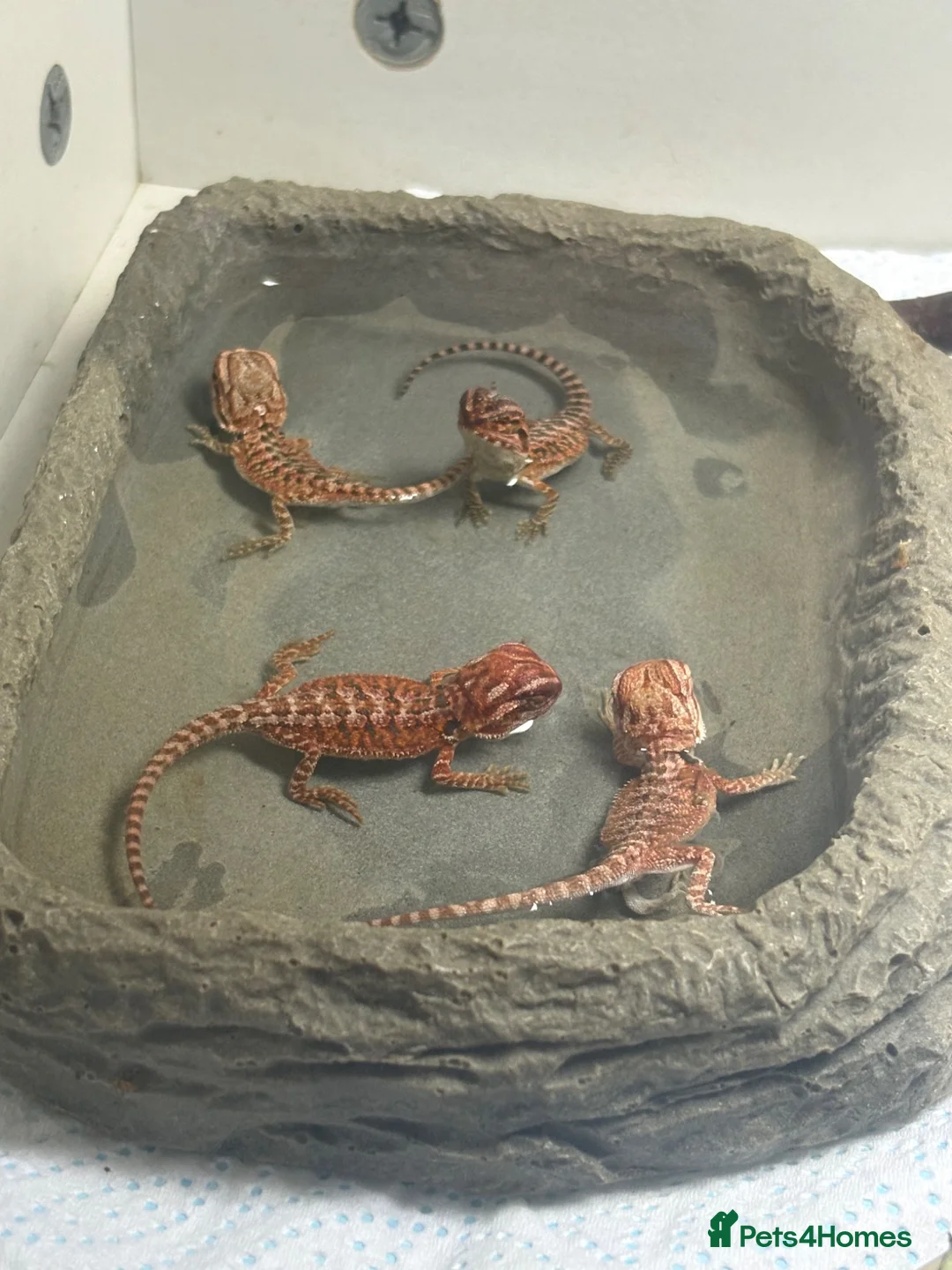 Bearded Dragon reptiles for sale: Very friendly dragons - Advert 1