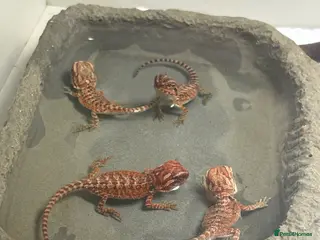 Bearded Dragon reptiles Very friendly dragons - Advert 1