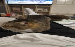 Mixed Breed cats for adoption: [Indoors only] Tom, Bryan, Ezzie: cuddliest boys - Image 17