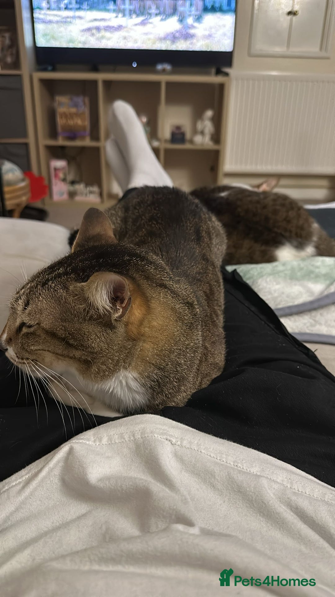 Mixed Breed cats for adoption: [Indoors only] Tom, Bryan, Ezzie: cuddliest boys - Image 17