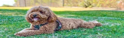 Cavapoo dogs for sale: Cavapoo puppy - reserved - Advert 2