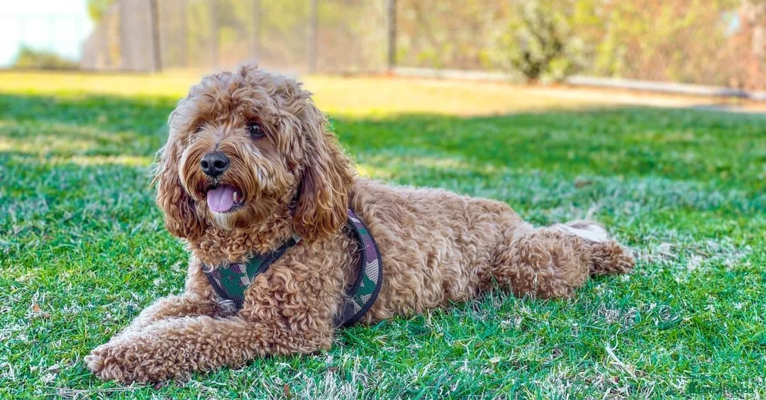Cavapoo dogs for sale: Cavapoo puppy - reserved - Advert 2